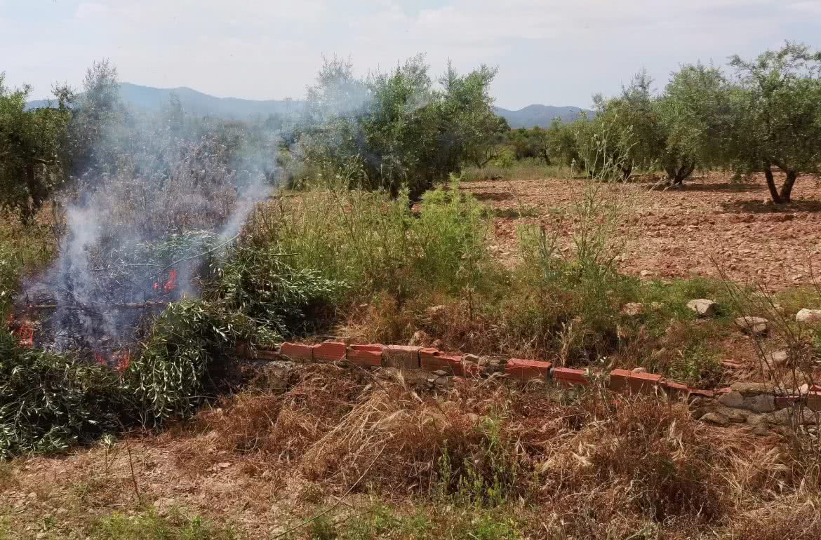 El fuego purifica el olivo