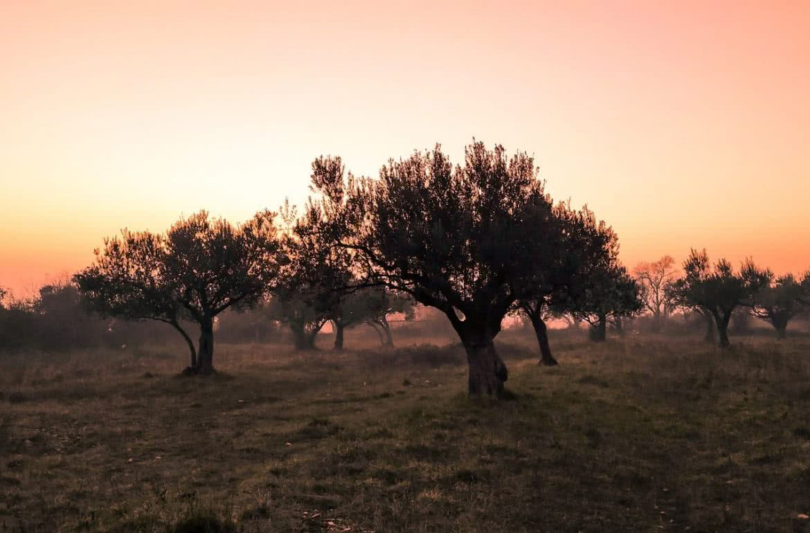 El secreto de la cosecha o recolección temprana de la aceituna