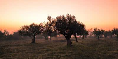 El secreto de la cosecha o recolección temprana de la aceituna