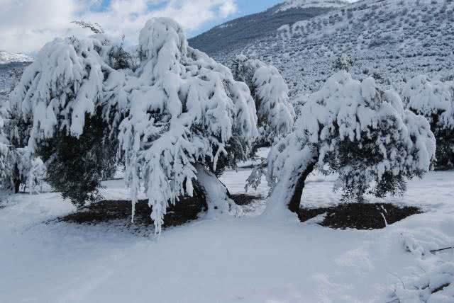 Influencia del clima en las propiedades de las aceitunas